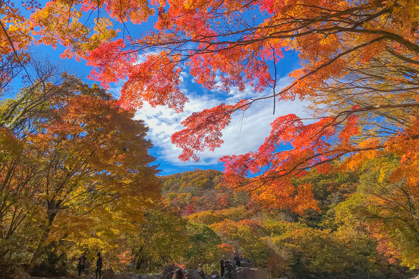 천아숲길 (사진=제주패스)