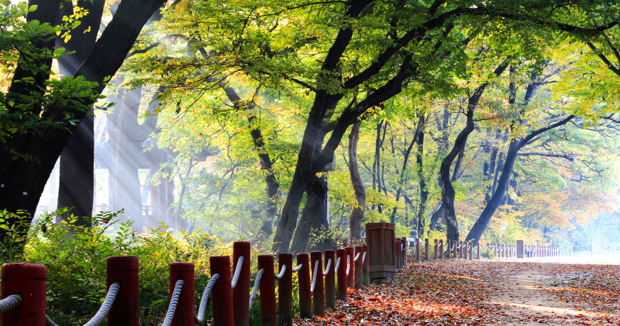 경상남도 함양 상림숲길 (사진=산림청)